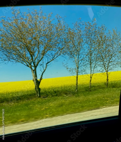 tree in field