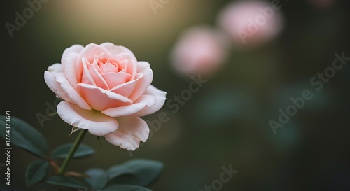 Fototapeta Naklejka Na Ścianę i Meble -  Close-up of a beautiful pink rose in full bloom with green leaves.