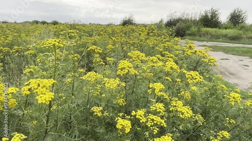 Tansy Tanacetum vulgare with yellow blossoms grows in a summer meadow. Traditional medicinal herb used as an anthelmintic and natural remedy