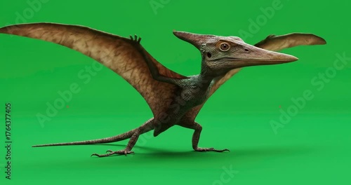 terodactyl dinosaur with outstretched wings standing on a plain green screen background, ready for compositing.