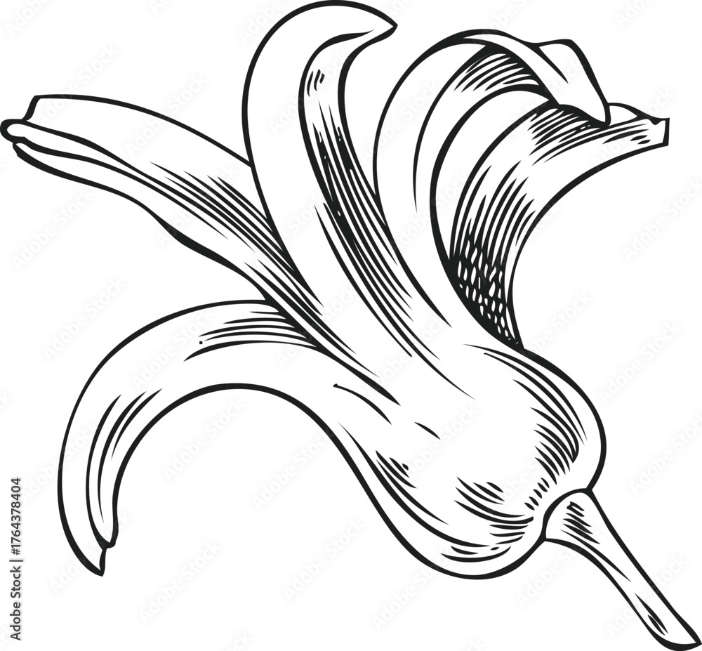 Fototapeta premium Hyacinth flower vector hand drawn engraved illustration, spring bell-shaped blossom plant sketch, bloom herb ink style