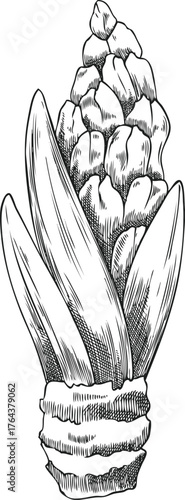 Black and white sketch of hyacinth buds with leaves and roots, vintage engraving.