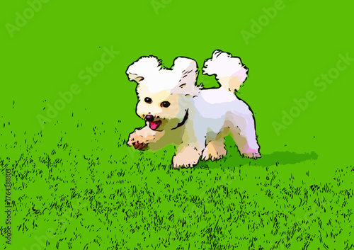 公園の緑の芝生を走るビションフリーゼ