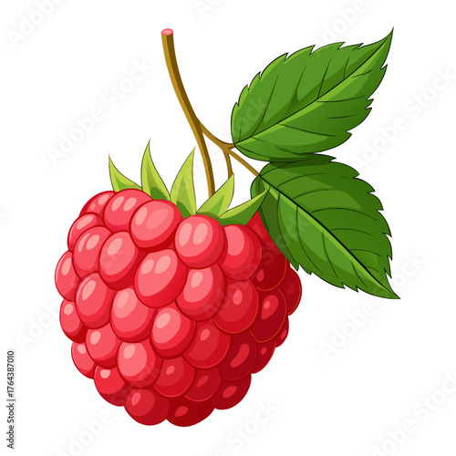 Illustration of a fresh raspberry with leaves