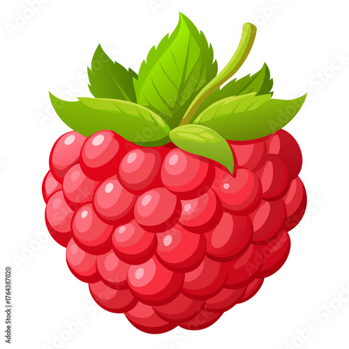Illustration of a ripe and juicy raspberry
