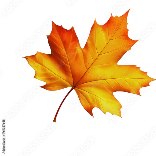 Wallpaper Mural Brilliant maple leaf displays warm golden orange and red autumn colors Torontodigital.ca