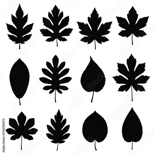 Silhouette Collection of Diverse Leaf Shapes for Design Elements.