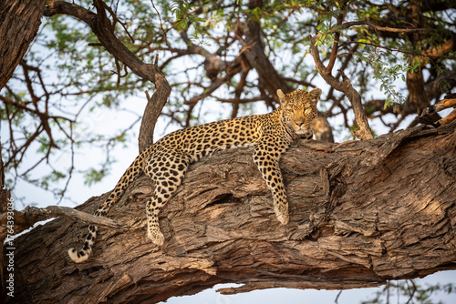 Leopard (Panthera Pardus) sprawled out on the branch of a a tree in Savuti, chobe national park, Botswana.