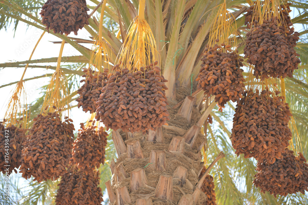 Fototapeta premium Ripe Tunisian dates hanging on palm tree