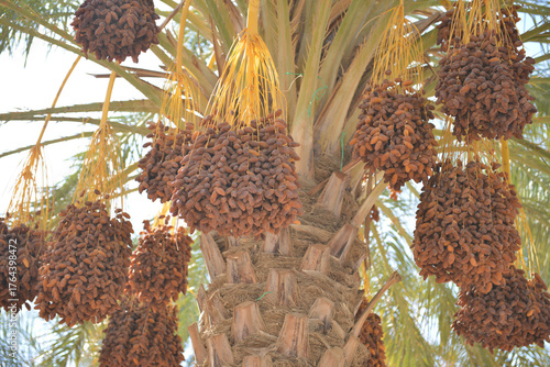 Ripe Tunisian dates hanging on palm tree