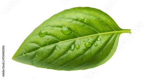 A single fresh basil leaf with water droplets on a black background in close up studio shot on transparent background
