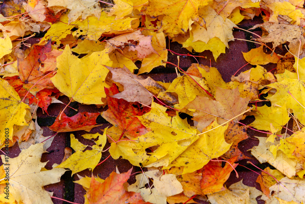 Fototapeta premium Autumn leaves completely covering ground in park close-up.