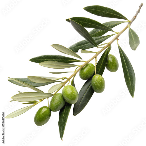 Wallpaper Mural Fresh vibrant green olives on an olive branch with leaves isolated on transparent background Torontodigital.ca