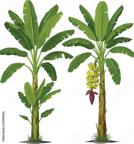 Two banana trees with green leaves and yellow fruit bunches, tropical plant illustration, exotic garden design, vector art, summer harvest theme, healthy food symbol, farm agriculture concept, nature 