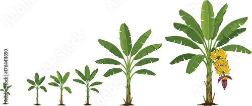 Cartoon banana plant growth stages from seedling to fruit-bearing tree, educational botanical illustration, white background, agriculture lifecycle diagram