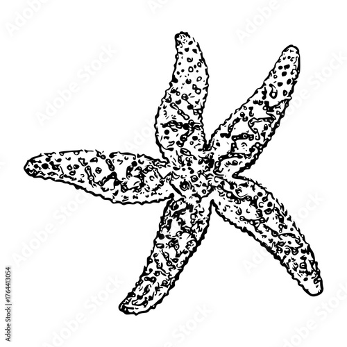 starfish vector illustration