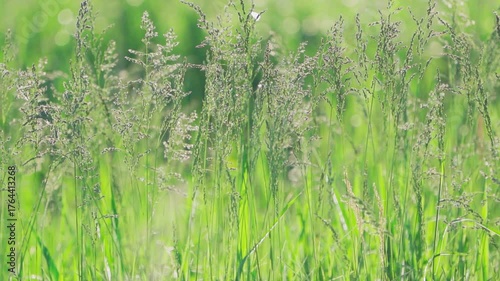 Green grass sways in the wind. Nature background. Slow motion.	