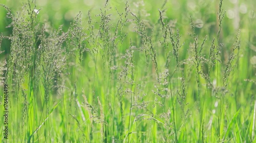 Green grass sways in the wind. Nature background. Slow motion.	