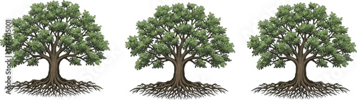 Tree with roots illustration, symmetrical canopy, green foliage, underground root system, nature symbol, eco design, botanical vector, growth graphic, landscape