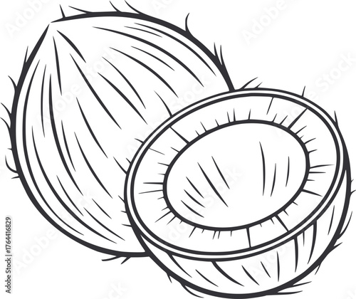 Whole and halved coconut line art tropical fruit vector