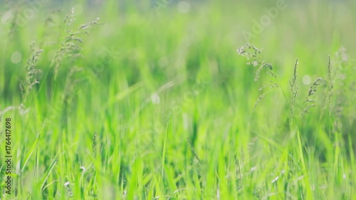 Green grass sways in the wind. Nature background. Slow motion.	