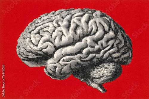 Human brain antique etching showing the cerebrum and cerebellum on a vibrant red background, representing mind and intelligence