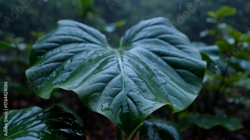 Heart-shaped green leaf glistening with raindrops in a serene forest