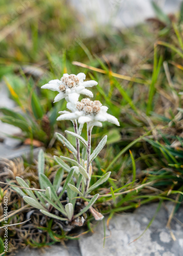 A protected plant. Edelweiss (Leontopodium nivale (Ten.) A.Huet ex Hand.-Mazz.) is a mountain flower belonging to the daisy or sunflower family Asteraceae.