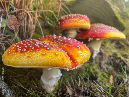 Fly agaric mushrooms with red and yellow caps on mossy forest floor