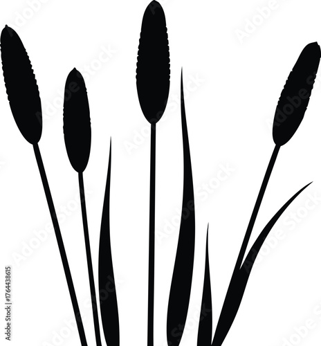 Pond or lake plant silhouette vector