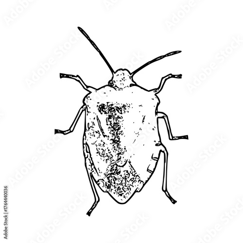 green shieldbug silhouette vector