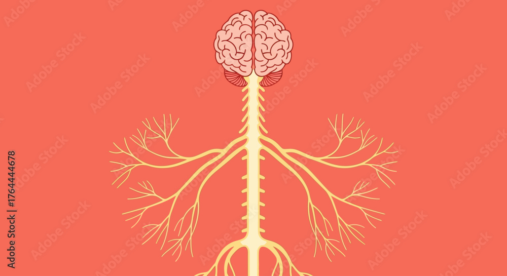 Obraz premium Illustration of the human nervous system on a red background.