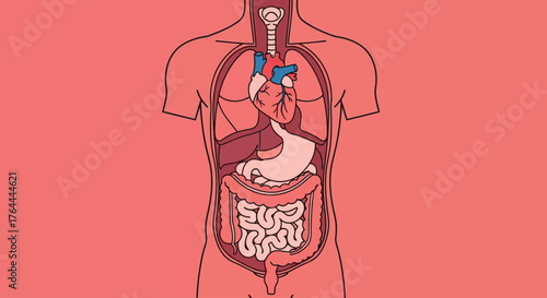 Illustration of the human body with visible internal organs, including the heart, stomach, and intestines.