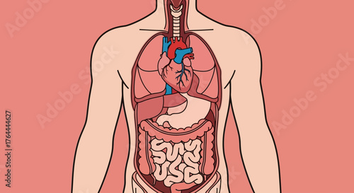 Anatomical illustration of the human torso showing the heart, lungs, liver, stomach, and intestines.