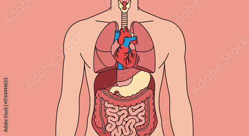 Anatomical illustration of the human torso showing the major internal organs including the heart, lungs, stomach, and intestines.