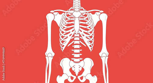Illustration of a human skeleton torso on a red background.