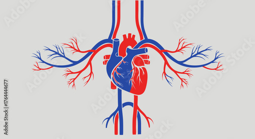 Stylized illustration of a heart with arteries and veins in red and blue on a gray background.