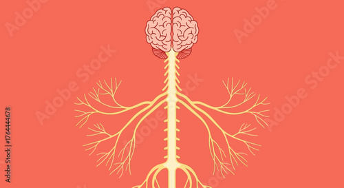 Illustration of the human nervous system on a red background.