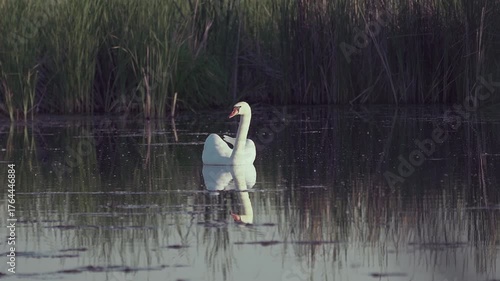 Mute swan (Cygnus olor). A white swan swims gracefully across a pond against a backdrop of reeds. Slow motion.	
