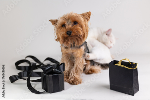 A Yorkshire Terrier sits next to a black gift box and shopping bag. A sleeping white cat rests behind the dog. Marketing concept for sales and discounts on Black Friday.