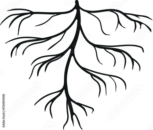Black silhouette of root isolated on white background	
