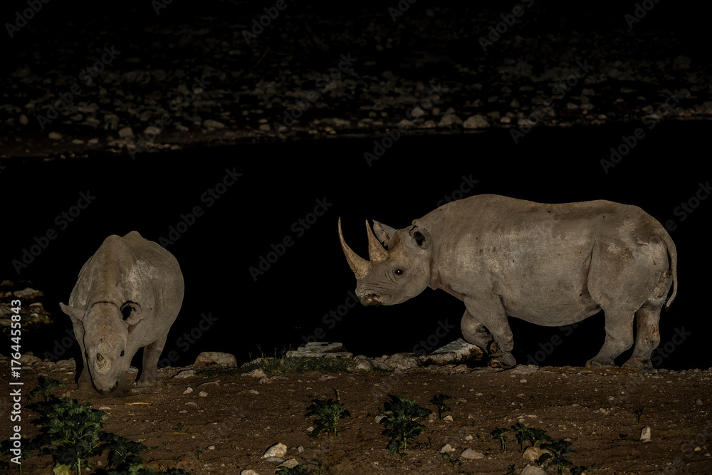 Naklejka premium Black rhinoceros, black rhino or hook-lipped rhinoceros (Diceros bicornis) in the night. Black rhino visiting the Okaukuejo waterhole in the night in Etosha National Park in Namibia