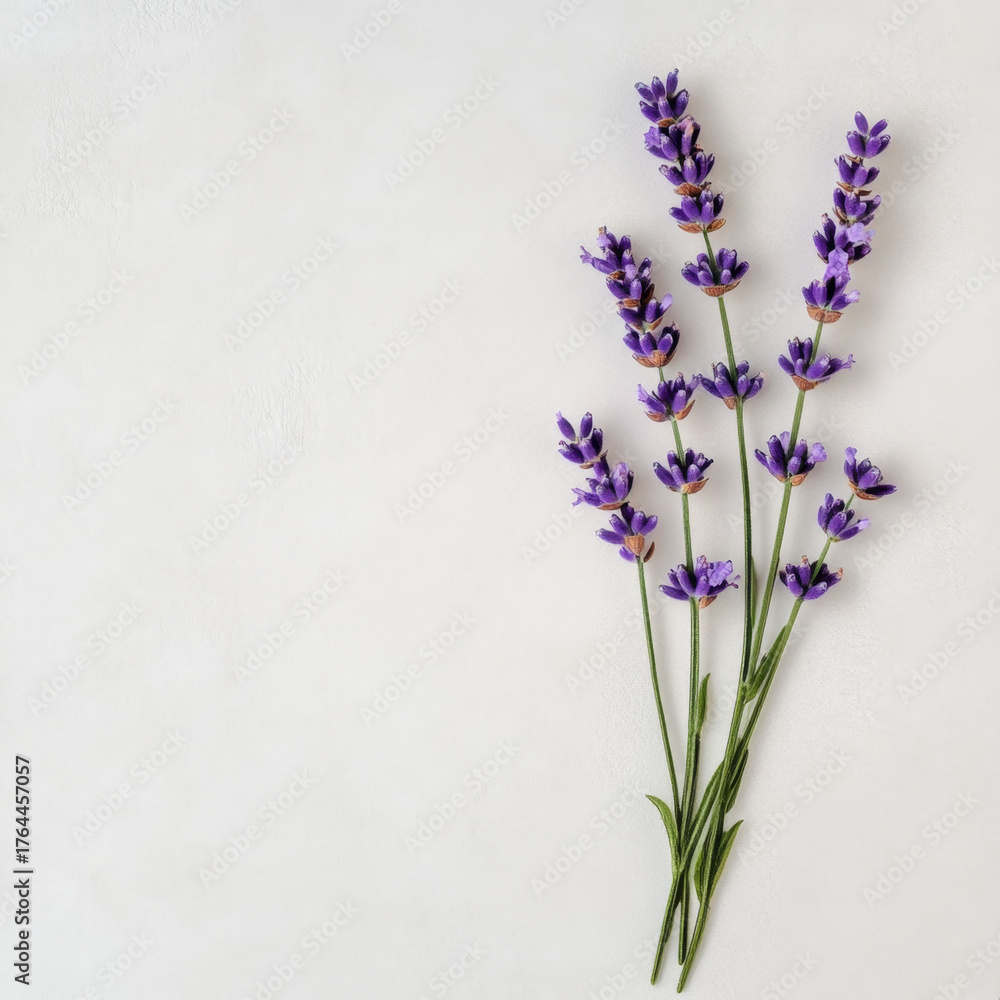 Naklejka premium Beautiful lavender sprig arranged elegantly on soft white background, evoking sense of calm and tranquility