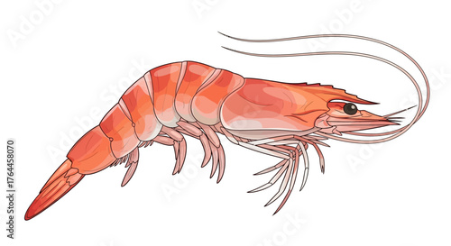 A detailed, side-view illustration of a pink shrimp with long antennae, isolated on a white background.