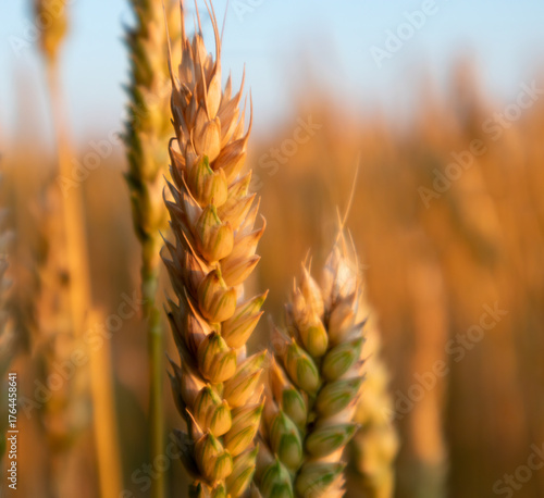 Golden wheat spikes close-up in warm sunlight in summer field with blue sky