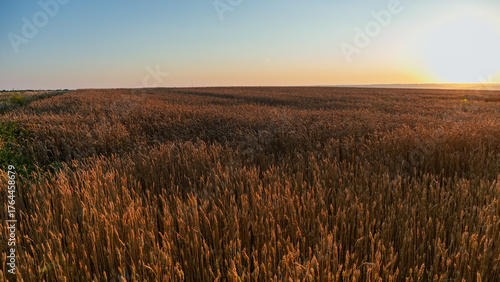 Wheat agriculture field with morning sun light and clear blue sky scenery
