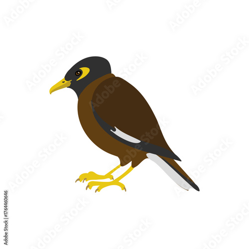 vector drawing bird, Indian myna , hand drawn Acridotheres tristis, isolated nature design elements