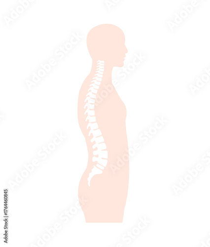 Vector illustration of the spinal cord in side view