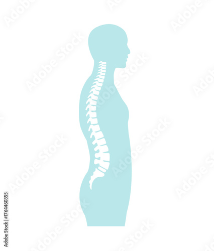 Vector illustration of the spinal cord in side view