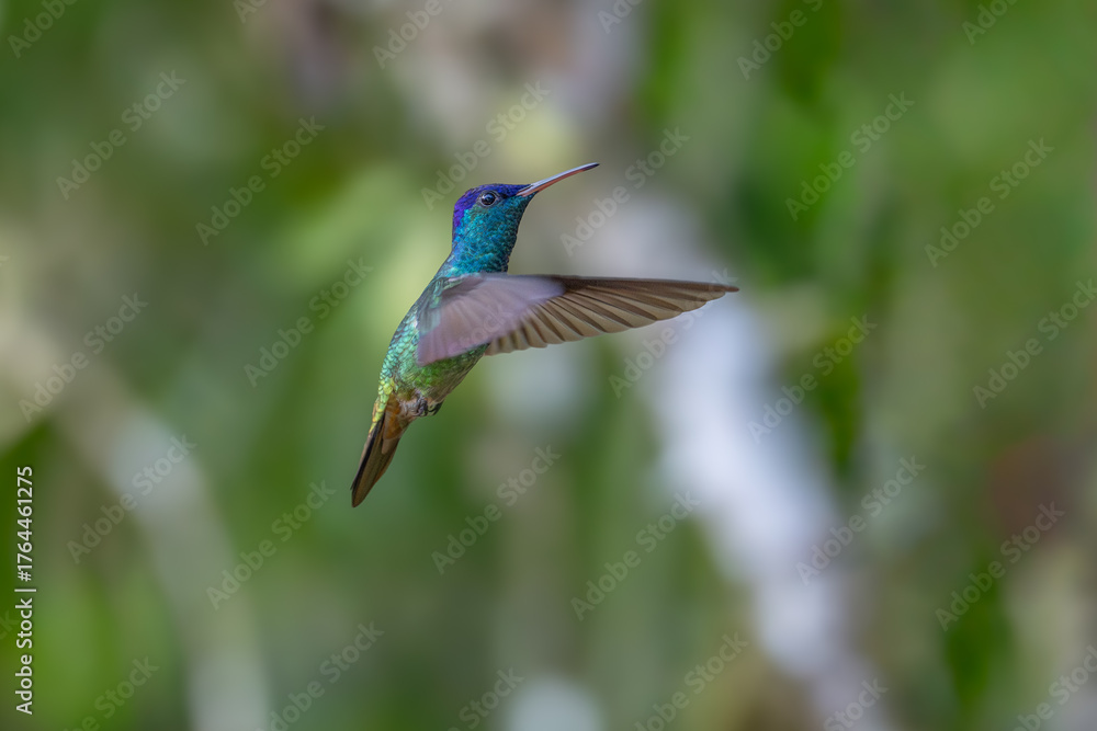 Fototapeta premium The picture shows an emerald hummingbird (Amazilia luciae), also known as a Honduran emerald.